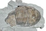 Plate of Partial Isotelus Trilobite Fossils - Mt Orab, Ohio #224912-2